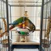 Bite Resistant Parrot Bell Pendant Colored Beads Bird Cage Toys Parrots Chew Swing  Cage Enrichment