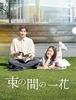 [USED] A Fleeting Flower (DVD BOX) (No Bonus Features)