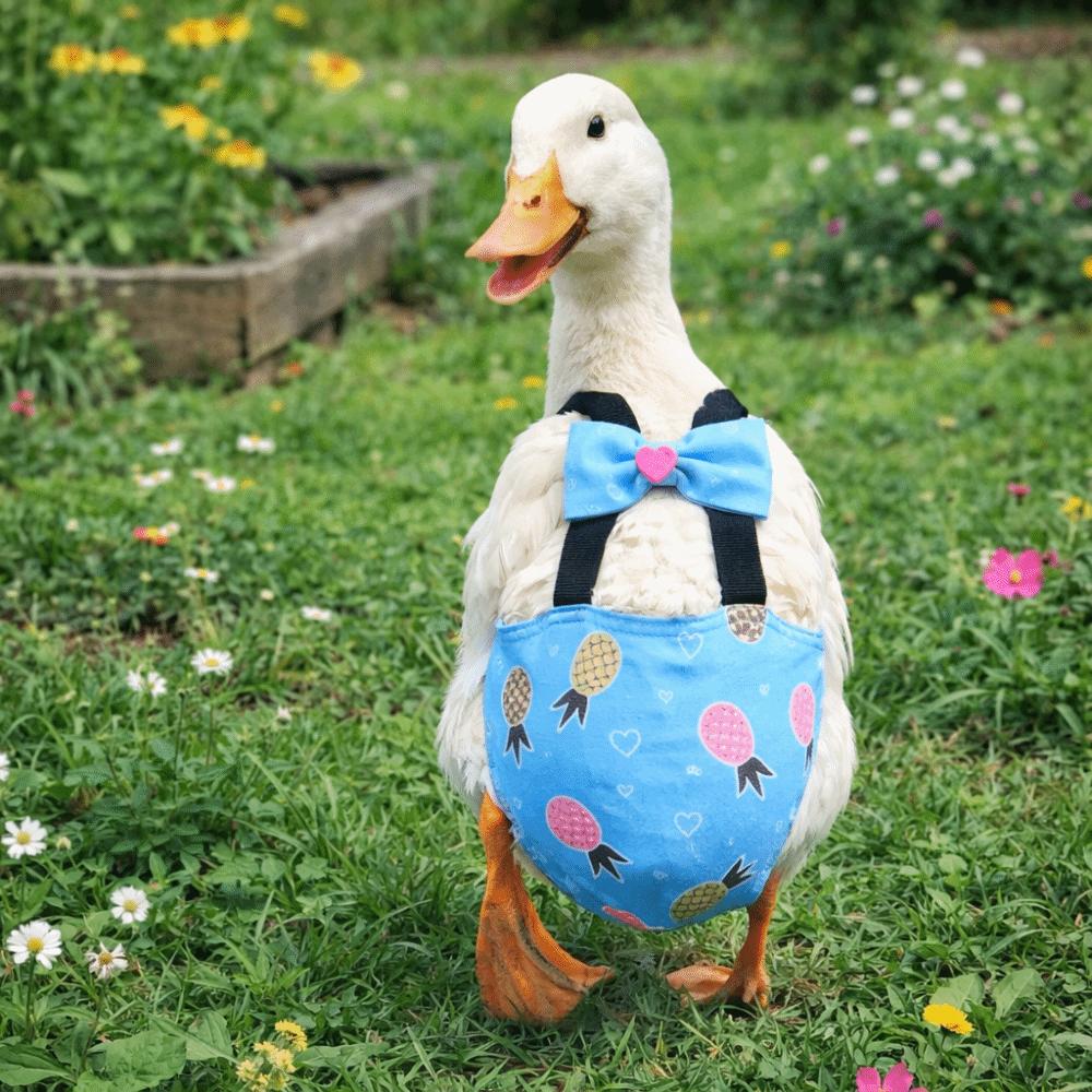 Elastisches Band Hühner Physiologische Hosen Schleifendesign Geflügel Windeln Niedliche Enten Windeln Bauernhof Haustier