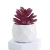 Diamond Succulent Set: Desktop Potted Ornament Decor