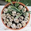 20 Pcs Smiling Skull Miniatures Resin Mini Skull Figurines Planter Decor Skull Ornaments for Home Garden Halloween Decoration