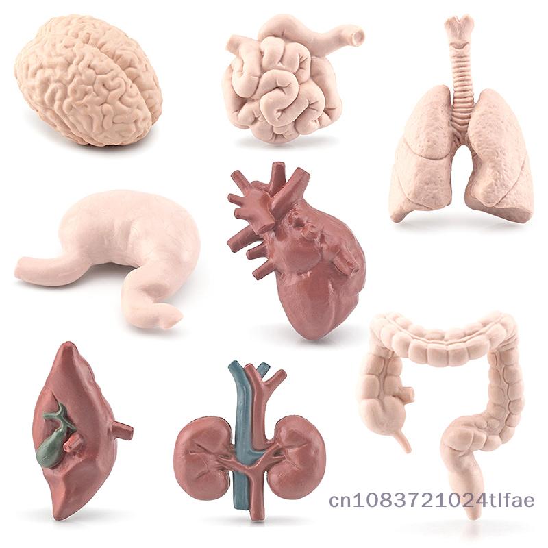 Miniature Human Organ Model Student Experimental Learning Medical Human Body Structure Simulation Teaching Tool