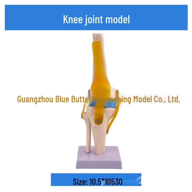 1:1 Human Skeletal Joint Model: Knee, Shoulder, Elbow, Hand, Foot, Hip