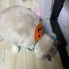 Lightweight Ghost Halloween Pet Bib Adjustable Comfortable To Wear Pumpkin Dog Scarf Knitted Soft Kitty Saliva Towel Gift