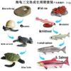 Animal Growth Cycle Simulation Toy Set: Solid Snail & Frog Models for Science Education