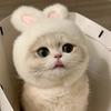Pet Fashion Comfortable Bunny Ears Cat Hat Velcro Adorable Pet Accessories Lightweight Cat Cap for Small Dogs