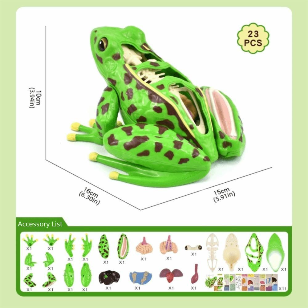 Detachable Biology Education Toy Early Learning Frog Dissection Model Frog Anatomy Model  Kids Toy