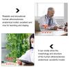Pvc Cardiovascular Model Science Atherosclerosis Display Hospital Teaching Supplies Anatomical Models Physiology