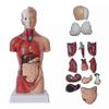 Unisex Menschlicher Torso Körperanatomie Anatomisches Modell Innere Organe Skelettsystem