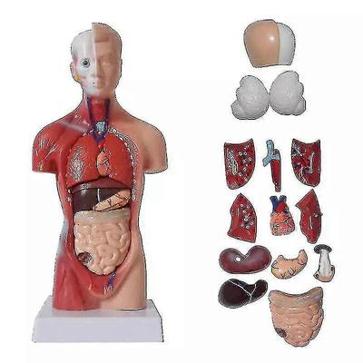 Unisex Menschlicher Torso Körperanatomie Anatomisches Modell Innere Organe Skelettsystem