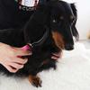 Babion Pet 2in1 Pin Bristol Brush 051R 215x60x50 Mm, Korean Pet Shampoo