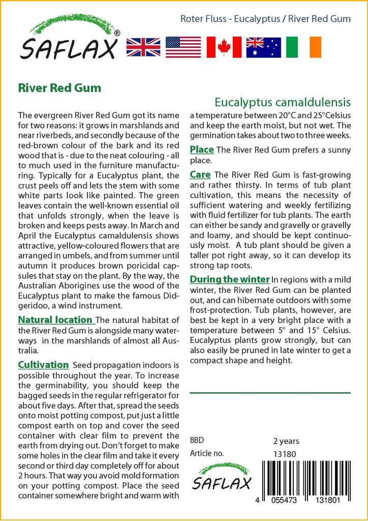 SAFLAX River Red Gum - 200 Seeds - Eucalyptus Camaldulensis