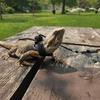 3 Packs Adjustable Lizard Leash Set - Small Reptile Harness for Bearded Dragon, Chameleon & Outdoor Walking (S/M/L)
