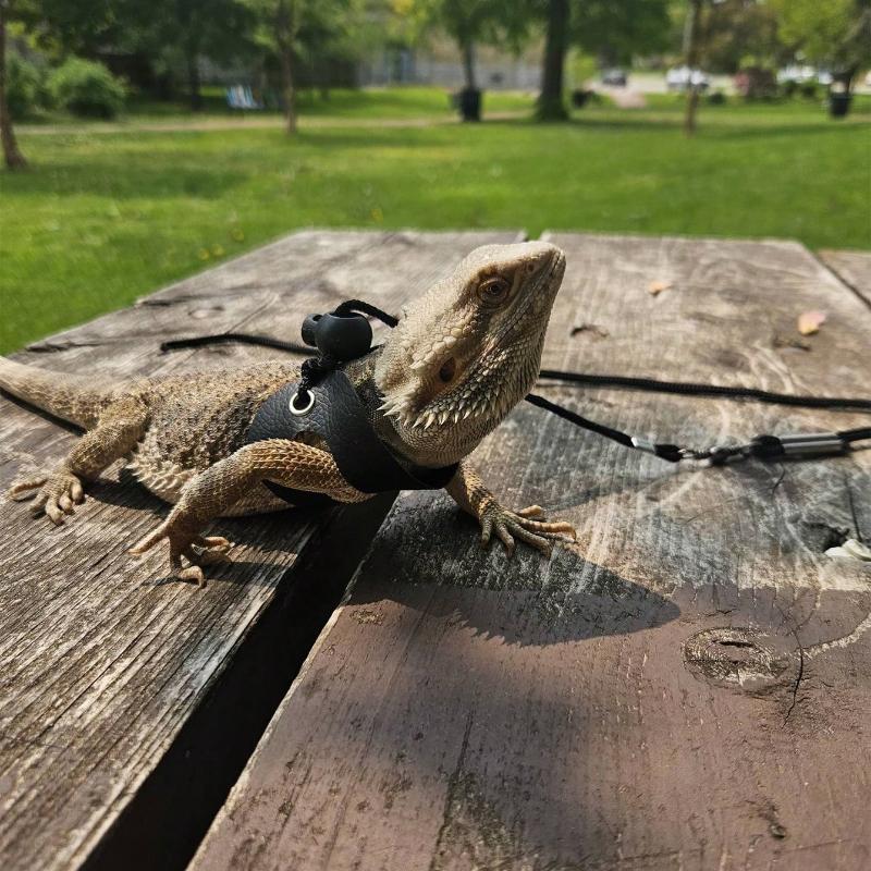 3 Packs Adjustable Lizard Leash Set - Small Reptile Harness for Bearded Dragon, Chameleon & Outdoor Walking (S/M/L)