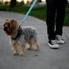 1pc Pet Car Belt, Dog Cat Car Leash, Retractable Backseat Pet Tether, Keep Your Dogr! Dog Outing Dog Stuff