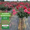 Grafted Tree Rose Plant