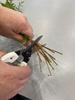 Ars Corporation Ars Family Lightweight and Compact Flower and Garden Black 140B Shears,
