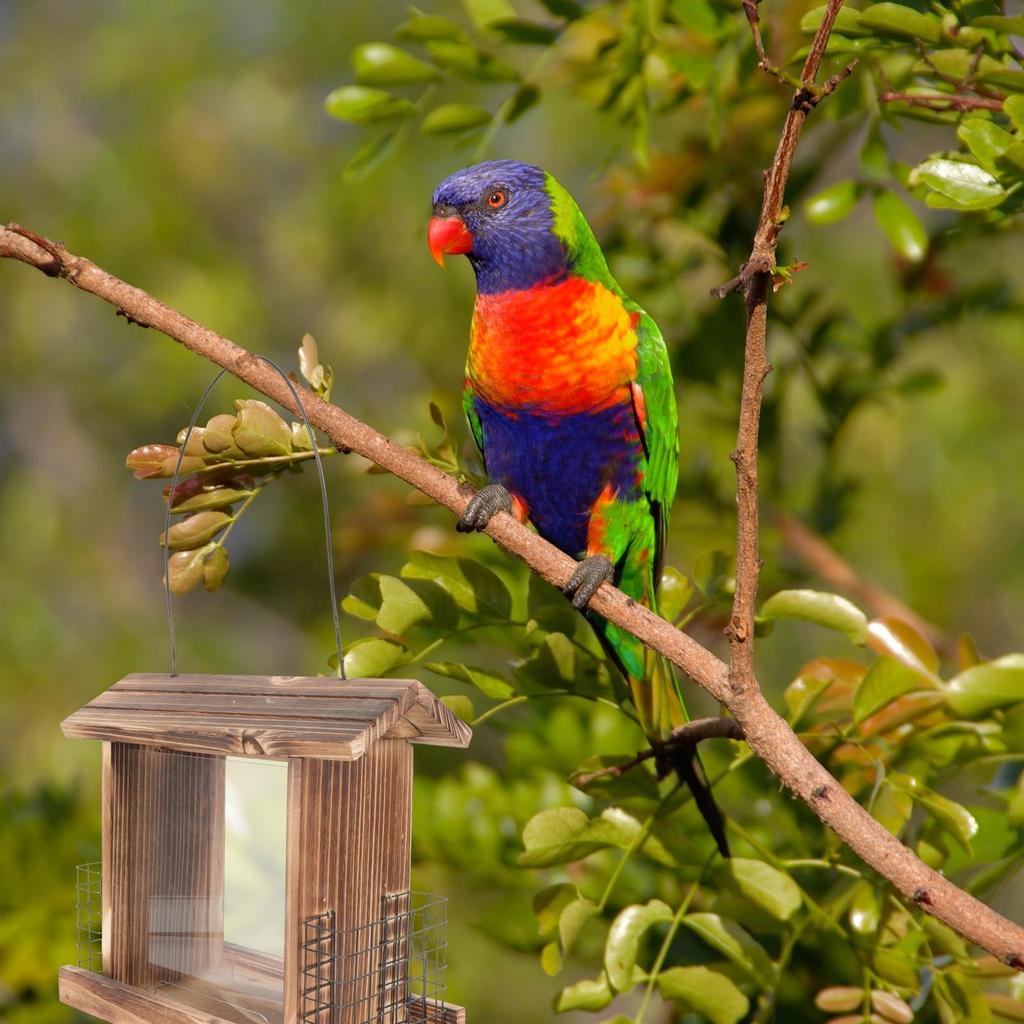 OUNONA Bird Wooden Bird Automatic Large Transparent Board Wild Bird Bird 1 Piece Feeder, Feeder, Hanging, Supply, Capacity, Rainproof, Included,