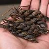 Organic Puerh Hazelnut Flavor Green Tea 500g Loose Leaf