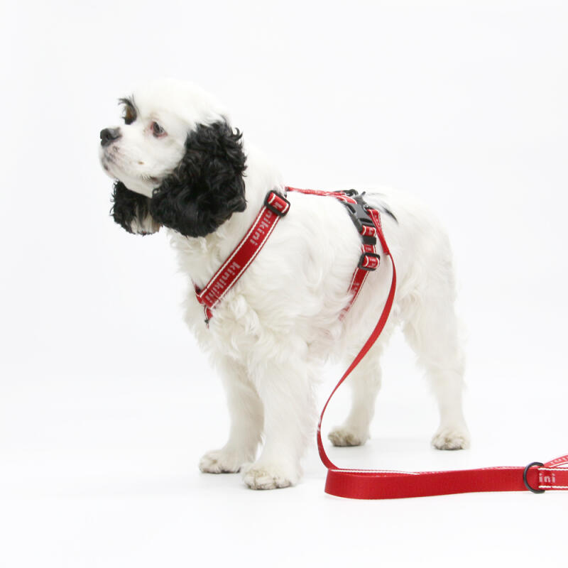 KINIKINI Original Logo H-Type Harness + Leash Set