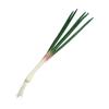 Realistic Artificial Green Onion PU Imitation Scallions Model Simulation Vegetable  Sketch