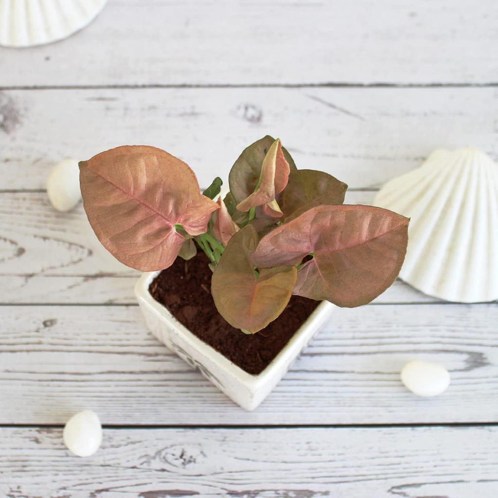 Good Luck Air Purifier Pink Syngonum Plant In White Square Aroez Ceramic Pot | Indoor Plant for Living Room | Home & Office Decor