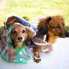 Dog Transparent Raincoat Raincoat Raincoat