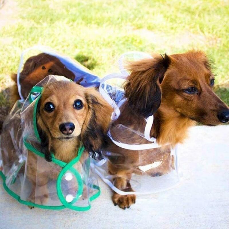 Dog Transparent Raincoat Raincoat Raincoat White_XS