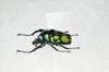 Nirvana Giant Scarab Beetle Refrigerator Plastic Finished Product Figure, Coleoptera, Ornament, Magnetic, Realistic, Adult, Illustrated, Insect,