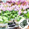 100Pcs Orchid Stem Clamp Versatile Stable Eco-friendly Plant Support Clips for Healthier Productive Plants