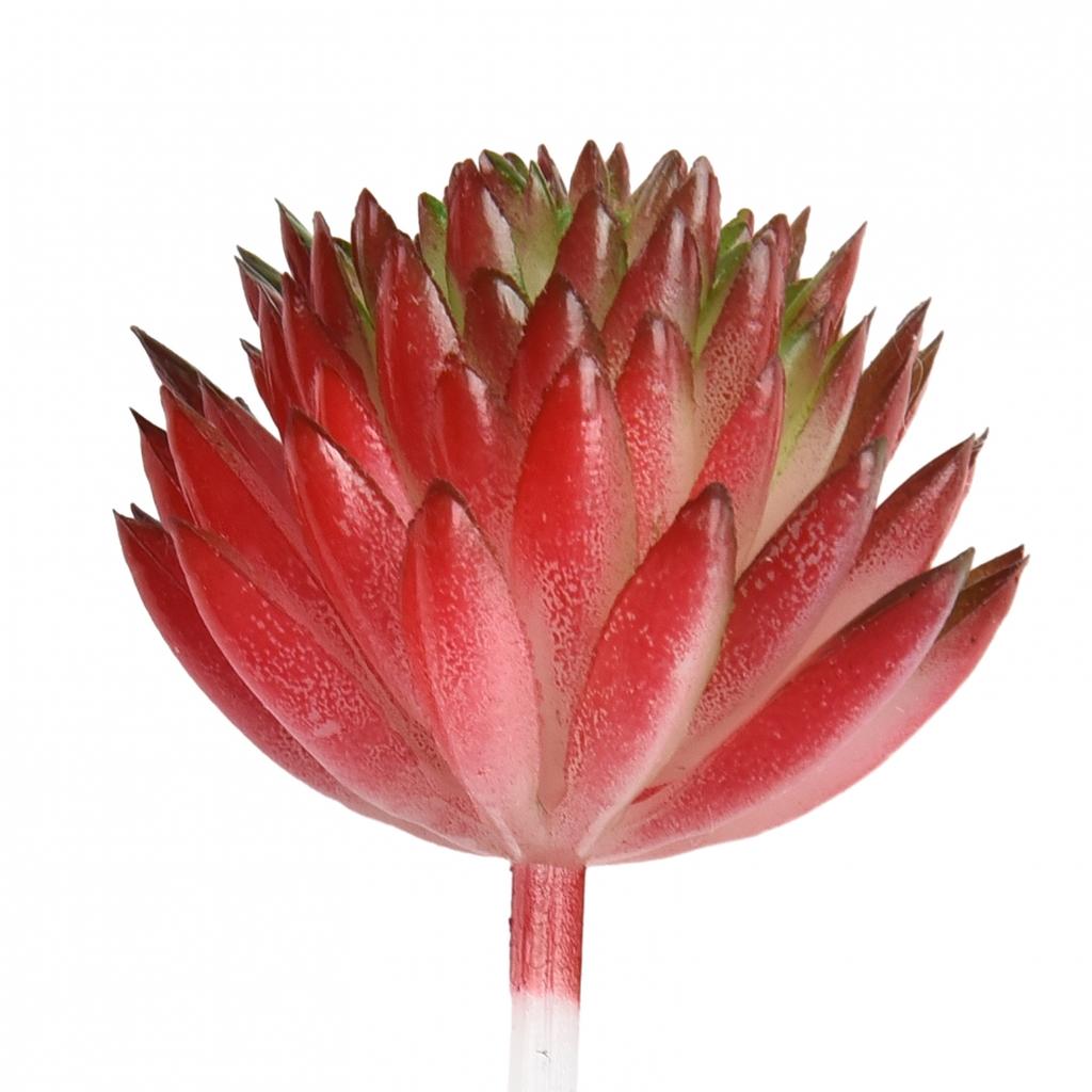 Mini falso Echeveria fiori succulenti famiglia piante artificiali fiori invasatura