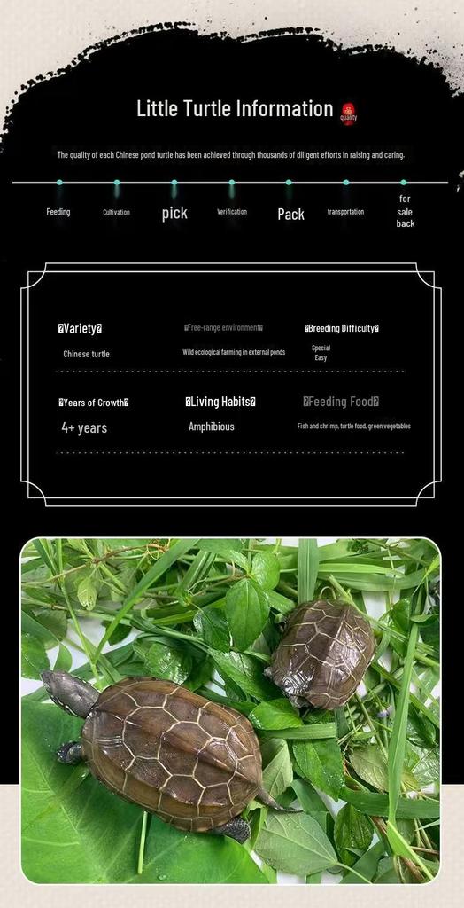 Golden Line Chinese Grass Turtle - Easy-to-Raise Omnivorous Pet for Outdoor Ponds