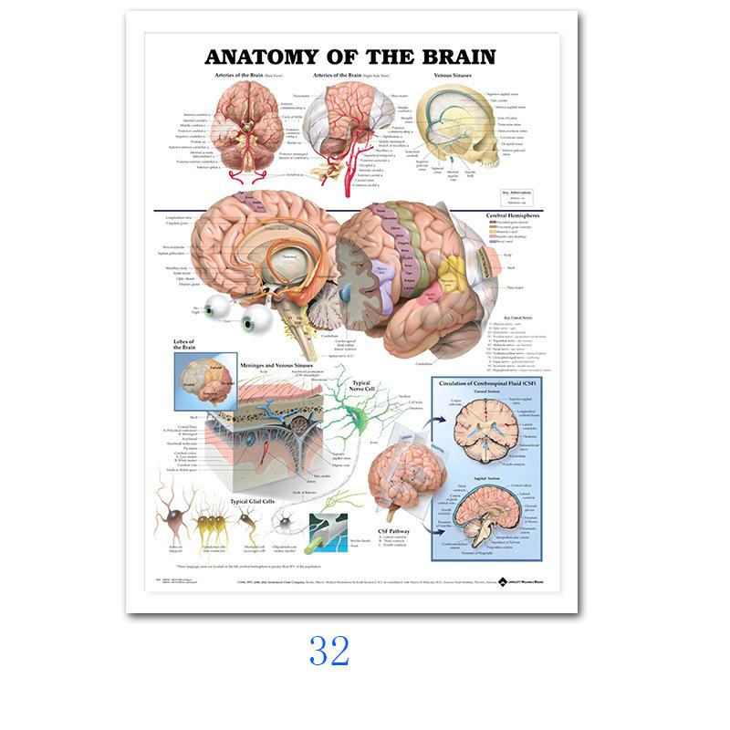 Svalový systém Plakáty Hedvábná tkanina Anatomická tabulka Lidské tělo Škola Lékařská věda Vzdělávací potřeby Domácí dekorace
