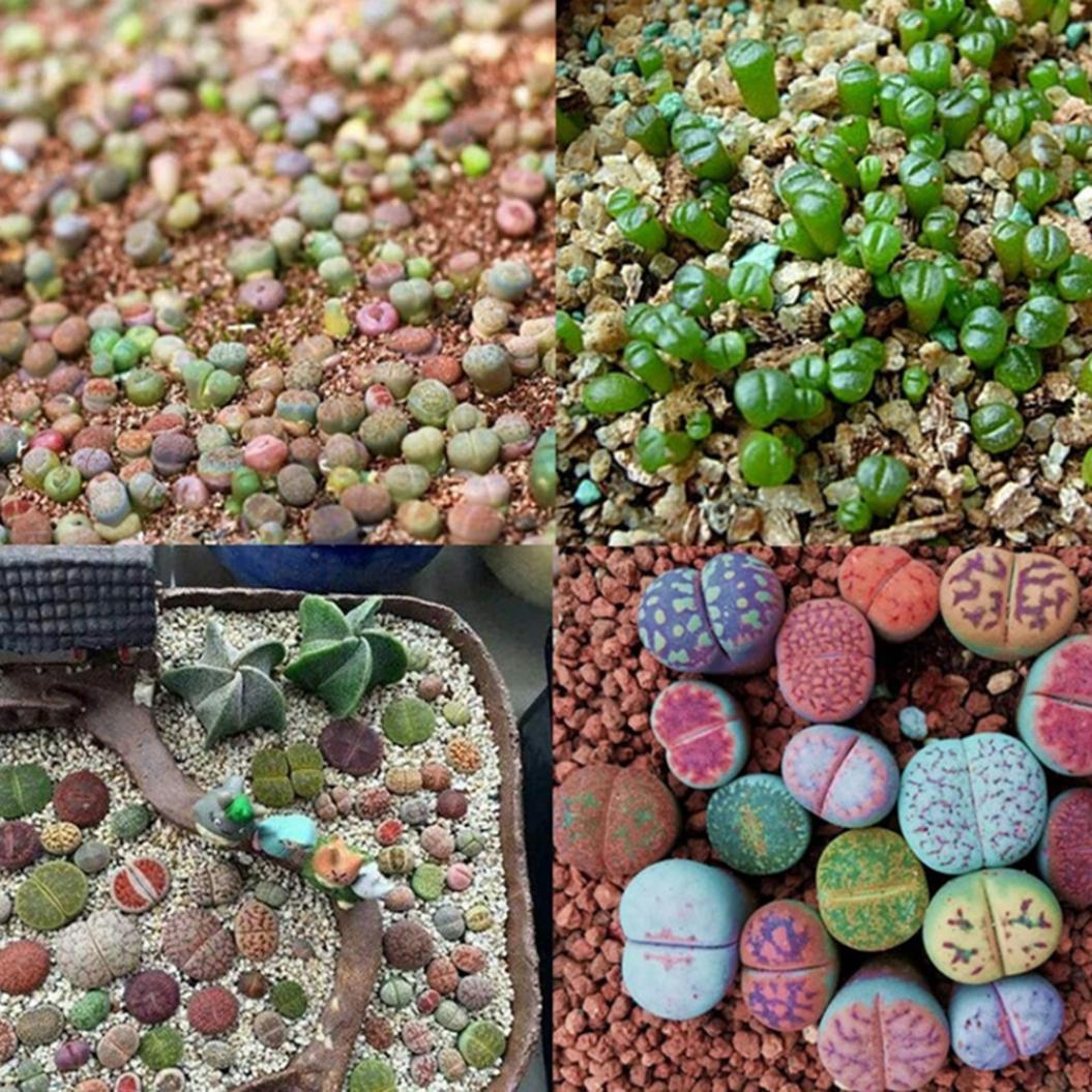 

100Pcs Смешанные Lithops Семена живые камни сочные растения Бонсай Сад Декор
