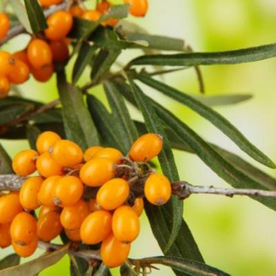 50 semi di olivello spinoso (Hippophae ramnoides) riproducibile non elaborato