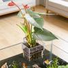 Hanging Plant Holder Transparent Pot For Fish Tank Aquatic Plant Cultivation Aquascape Decor Holder Cups  Hydroponic System