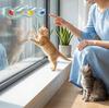 Interactive  Track Ball Toy - Wall-Mounted Suction Cup Cats Toy With 3 Entertaining Balls For Indoor Kittens & Cats