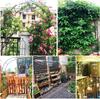 Florence Garden Arch Trellis 7.9 ft Metal Climbing Plant Arch