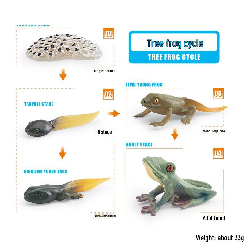 Animal Growth Cycle Models: Chicken, Duck, Goose, Butterfly, Turtle, Frog Montessori Teaching Figurines