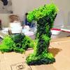 Mousse d'Islande, vert clair