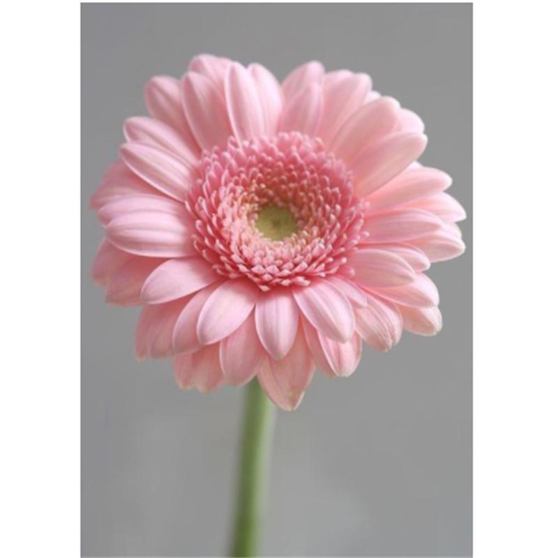 5D DIY Elmas Boyama Kaplan Mavi Gökyüzü Altında Elmas Nakış Çapraz Dikiş Kiti Tam Taklidi Mozaik Ev Dekor