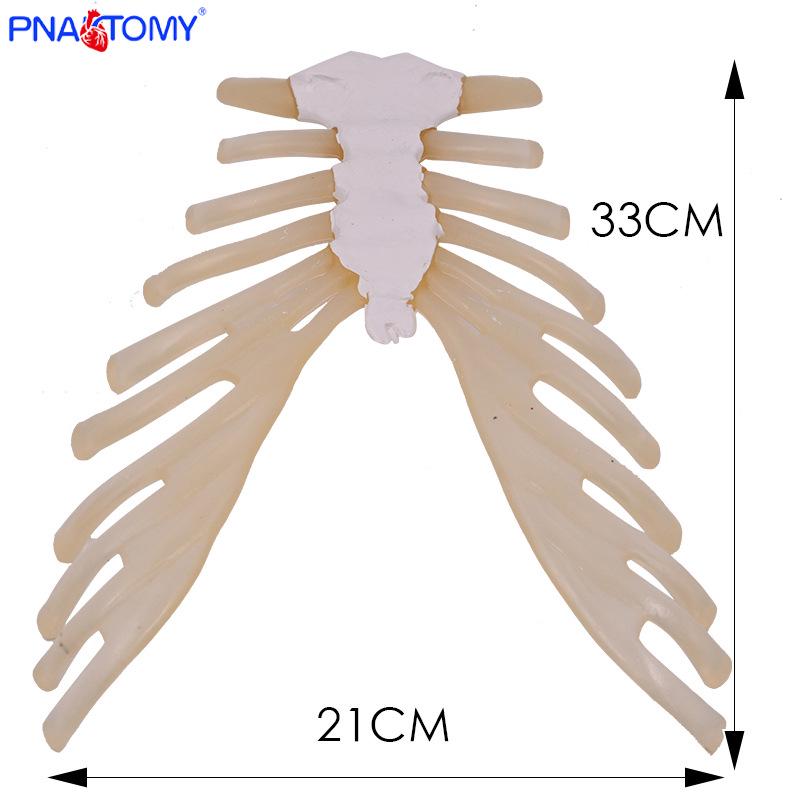 1:1 Disarticulated Human Skeleton Model with Thoracic Cavity and Rib Cartilage for Medical Teaching PNT-S002