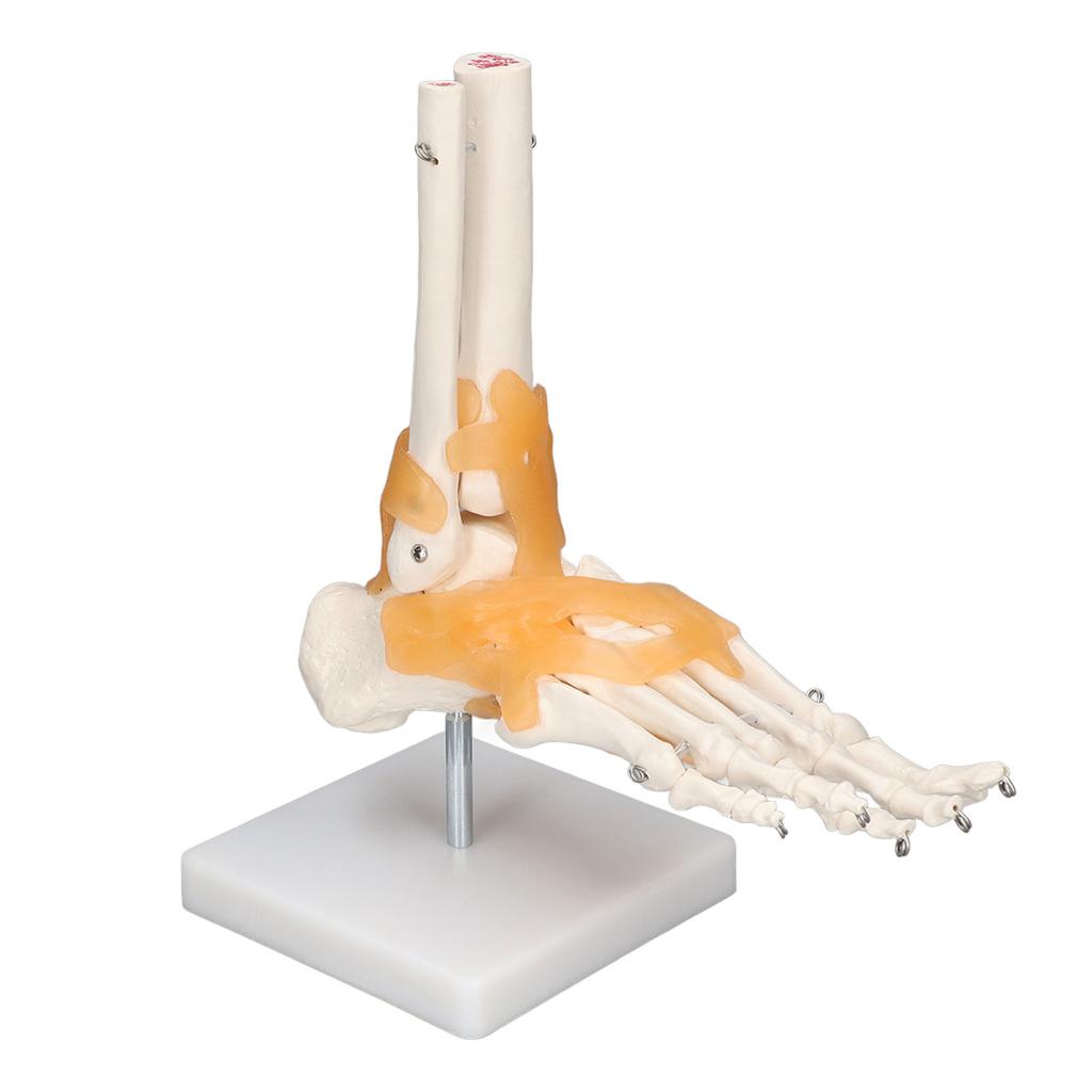 Human Foot Model Anatomical Ankle Skeleton Bones with Ligament 1 To 1 Life Size Mold