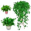 FanHuaRuoSu Hydroponic Pothos Air Purifying Office Plant Set