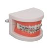 Dental Typodont Teeth Model with Orthodontic Metal Bracket for Dentist Teaching Research Dental