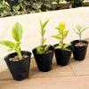 100pcs Seedling Nursery Cups For Flower Pots Potted Plant Cultivation Care Black Anti-Aging Seedling Trays Gardening Accessories