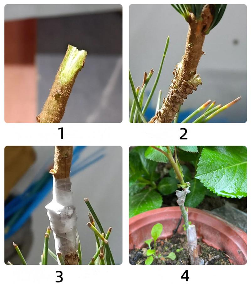 2 M PE Grafting Tape Film Self-adhesive Garden Tree Plants Seedlings Vine Tomato Grafting Accessories Stretchable 3/4/5cm Width