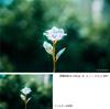 Kenko PRO1D Lotus Cross Filter for for and Other Photography Slim Made in R-Snow Cameras, 49mm, 6-strand, Nightscapes, Illuminations, Snowflakes,