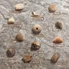 XXTOYS Fossil Excavation Fossil Fossil Excavation Natural Fossil Excavation Excavation Set of Gift Kit, Specimen, Kit, Set, Toy, 12, Paleontology,
