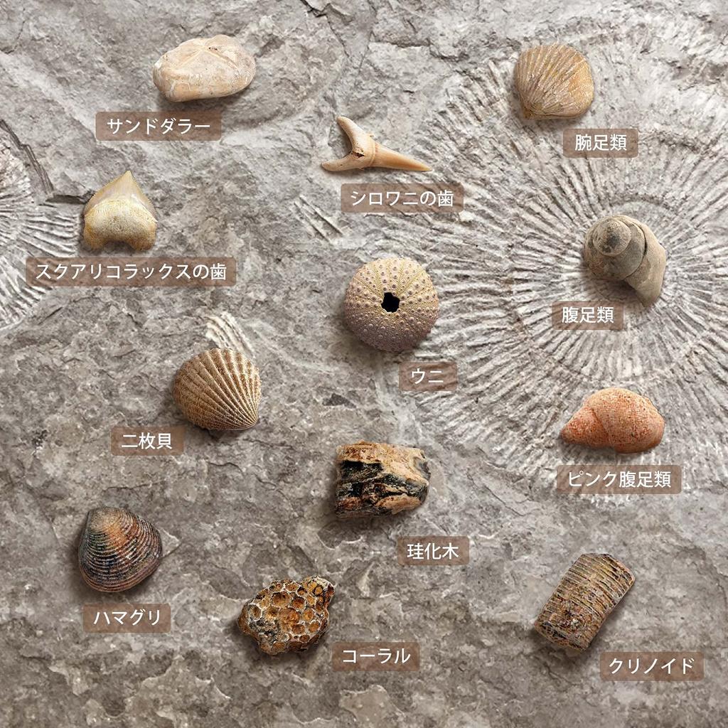 XXTOYS Fossil Excavation Fossil Fossil Excavation Natural Fossil Excavation Excavation Set of Gift Kit, Specimen, Kit, Set, Toy, 12, Paleontology,